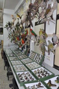 Aves y mariposas naturalizadas de la Colección Zoológica de la Universidad de León (CZULE).