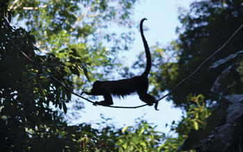 La dieta de los monos aulladores está compuesta primordialmente de frutas y de hojas cuando es necesario (FOTO: STRI).