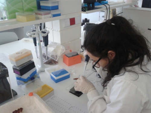 Una investigadora del laboratorio MitoXT (Mitochondrial Toxicology and Experimental Therapeutics Laboratory) del Centro para la Neurociencia y la Biología Celular de la Universidad de Coimbra (Portugal). FOTO: Teresa Serafim