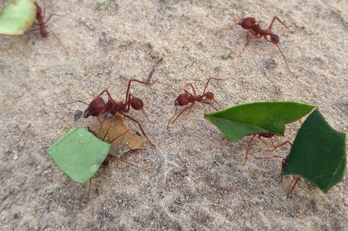 Hormigas cortadoras de hojas/Brandon Martin/Rice University