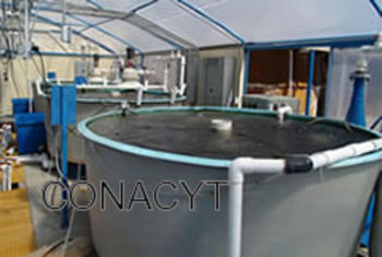 Sistema comercial de alta densidad instalado en el Laboratorio de Acuicultura del CICESE para el cultivo de tilapia nilótica.