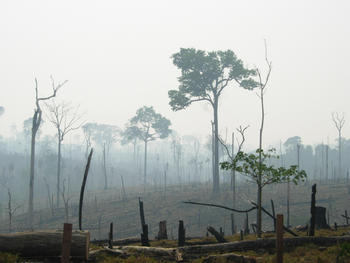 Un tercio de la deforestación global del bosque tropical ocurre en el Amazonas brasileño. (Foto: Alexander Lees)