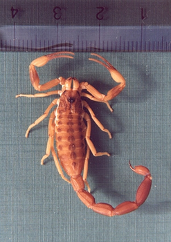 Tityus bahiensis, una especie de gran toxicidad que pertenece a la escorpiofauna brasileña.