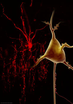Imagen de un tipo de interneurona, llamada célula en candelabro, cuyas sinapsis se ven afectadas por la pérdida de función de ErbB4 y que también está dañada en pacientes con esquizofrenia.
