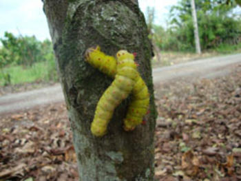 Larvas (FOTO: Iniap).