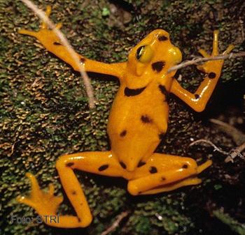 Captura de la rana dorada extinguida en Costa Rica en 1980.