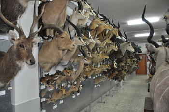 Mamíferos naturalizados, conservados en el almacén de la Colección Zoológica de la Universidad de León (CZULE).
