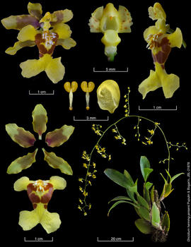 Las placas como la de la Oncidium henning jensenii ayudan a documentar las partes de las orquídeas. (foto Cortesía de Diego Bogarín, JBL.).