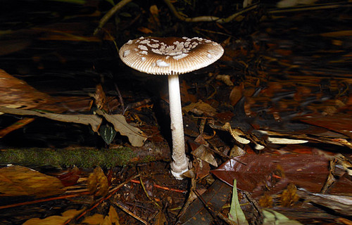 Los hongos pueden determinar el futuro del carbono en el suelo. FOTO: STRI.