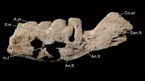 El material estudiado es un fragmento de mandíbula que permite decir que el animal tendría un cráneo de unos 3 cm de largo y un cuerpo de no más de 15 cm.  (gentileza del investigador)