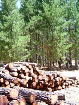 Aprovechamiento de madera de pino radiata en El Bierzo (León).