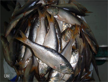 El aporte calórico de peces pelágicos indica que se trata de alimentos de alto valor nutricional, ricos en proteína y grasas insaturadas omega 3 y omega 6, favorables para la dieta humana.