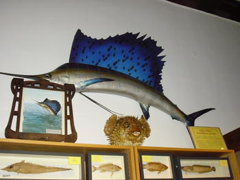 Pez vela, uno de los peces más ráoidos que se conocen. 