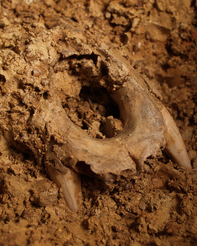 Restos fósiles del Ursus Deningeri en la Sima de los Huesos.  (c) Javier Trueba / Madrid Scientific Films.