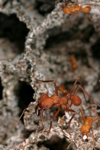 Hormiga cortadora de hojas/Cortesía Alexander Mikheyev
