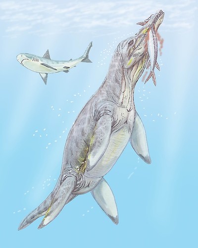 Pliosaurio, uno de los mayores depredadores marinos del Jurásico.