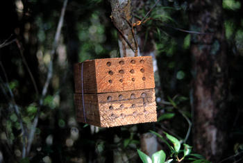 Trampas utilizadas por los investigadores para estudiar el polen consumido por las abejas. (Foto: Rogel Villanueva/ECOSUR)