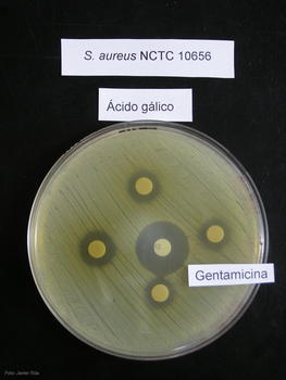 Ácido gálico, uno de los mejores inhibidores del crecimiento de 'Staphylococcus aureus', en un cultivo de la bacteria.