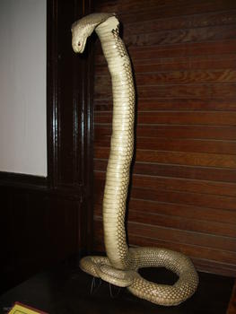 Ejemplar de cobra exhibido en la sala de vertebrados inferiores. 