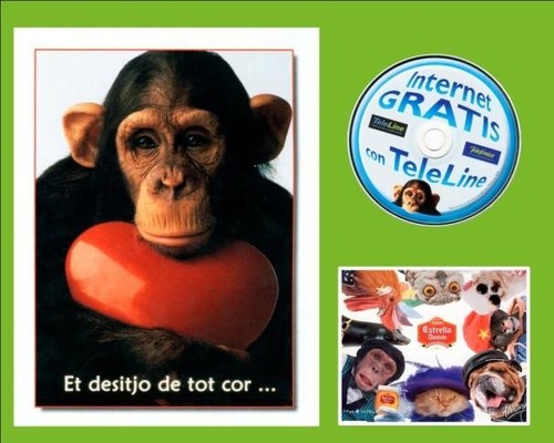 Marco, un chimpancé que había sido utilizado en espectáculos - Fundación MONA.