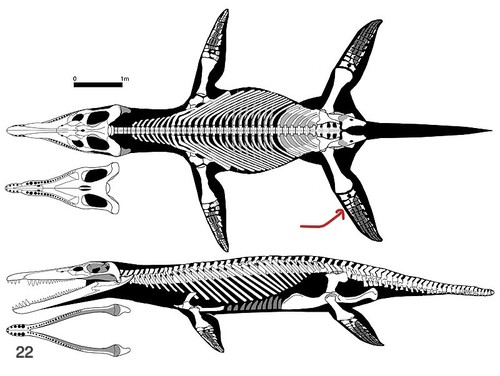 Hasta el momento, se han podido extraer fragmentos de la mandíbula y extremidades de este reptil marino gigante.