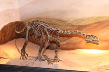 Huesos del 'Leonerasaurus taquetrensis' (FOTO: Conicet).