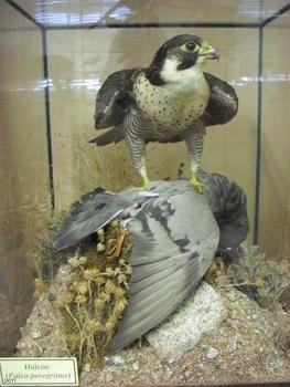 la sala dedicada a las aves muestra la recreación de un halcón que ha cazado una paloma.