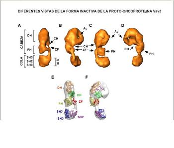 Esquema de la evolución de la proteína Vav3 (Foto: CIC)