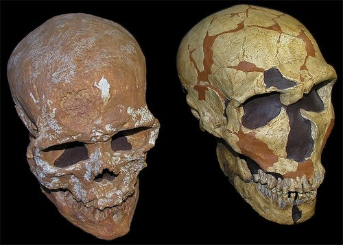 Cráneos de Homo sapiens (izquierda) y Homo neanderthalensis (derecha) / Grupo de Paleoantropología (MNCN-CSIC).