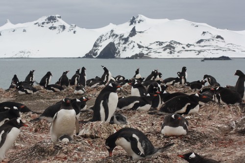 Colonia de pingüino papúa (Pyoscelis papua) en la península de Byers, una de las localidades incluidas en el estudio. / Andrés Barbosa (MNCN-CSIC).