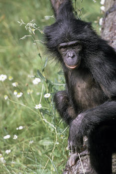 Hembra bonobo Ulindi, cuyo genoma ha sido secuenciado en el estudio. Foto: Michael Seres