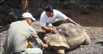 Analizan el linaje de la tortuga galápago Pepe ‘El Misionero’ (FOTO: DPNG).