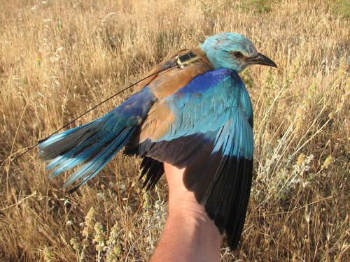 Una de las aves marcadas en el marco del programa Migra. FOTO: SEO/Birdlife