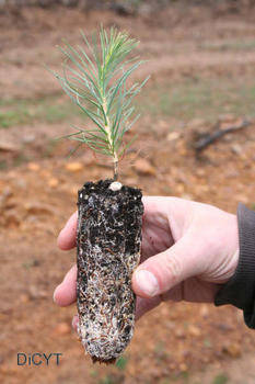 Un ejemplo de raíz de planta estudiada en Palencia.