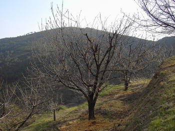 Árboles frutales en Arribes del Duero.