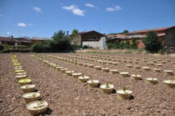 Campos de ensayo de cultivos en el marco del proyecto Agrinndif (FOTO: Diputación de Zamora).