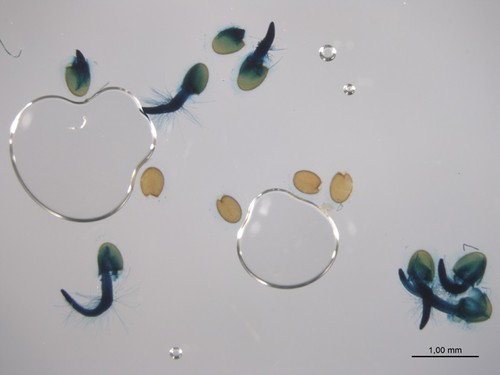ABI5 en semillas en germinación, usando el reportador GUS (color azul). Imagen: Ó. Lorenzo.
