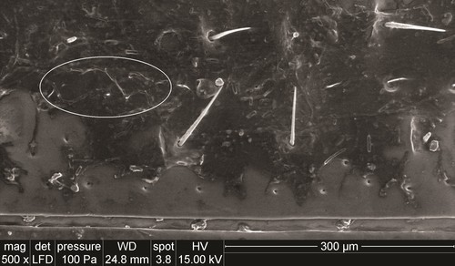 Estructuras de 'F. circinatum' sobre élitros de 'Tomicus piniperda' al microscopio electrónico/Crédito Diana Bezos