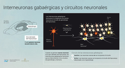 Interneuronas gabaérgicas y circuitos neuronales. INFOGRAFÍA: CONICET