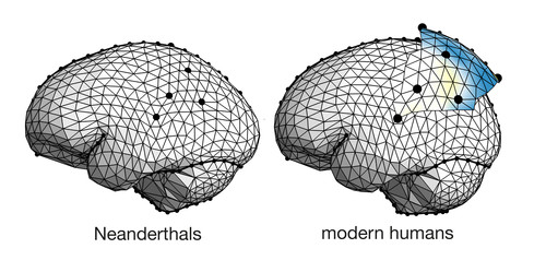 Cerebro neandertal y de humano moderno./CENIEH.