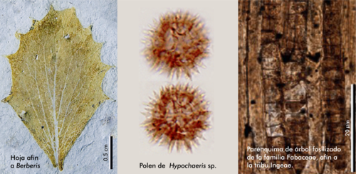 Los autores investigaron el registro fósil (polen, hojas y madera) hallado en la zona de Espinar (Cusco).