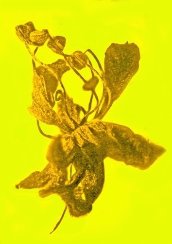La leguminosa 'Salpinganthium hispaniolanum' preservada en ámbar/George Poinar Jr., OSU