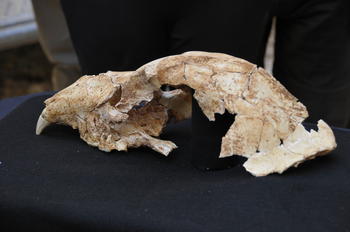 Cráneo de oso (Ursus dolinensis) del nivel 4 de Gran Dolina. Jordi Mestre / EIA 