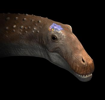  Reconstrucción en 3D del endocráneo de 'Ampelosaurus sp.' y su localización en la cabeza. Imagen: O. Sanisidro. 