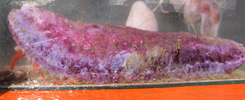 Un pepino de mar color violeta, la nueva especie marina descubierta a casi 2.000 metros de profundidad por investigadores del CONICET.  Créditos: Gentileza del Dr. Mariano Martínez.