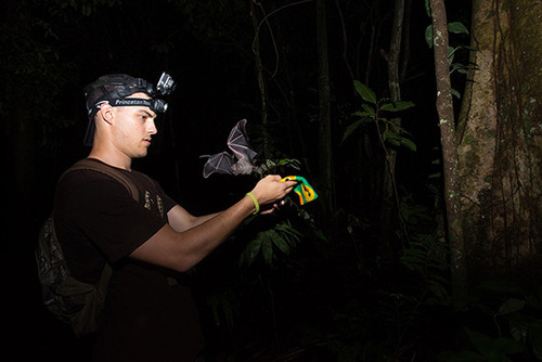 Investigación con murciélagos. FOTO: STRI