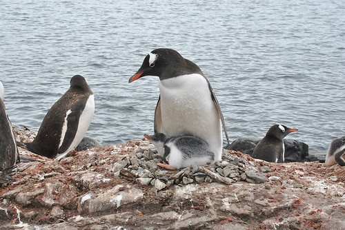 Pingüinos de la Antártica y la Patagonia. 