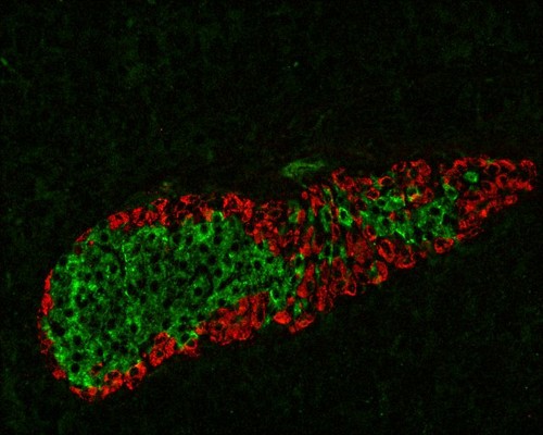 Islote pancreático de ratones que no producen IDE en las células alfa. En verde las células productoras de insulina y, en rojo, las células productoras de glucagón./Irene Cózar/IBGM