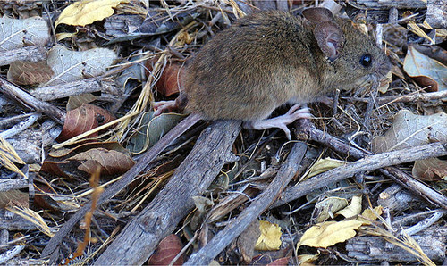 Oligoryzomys longicaudatus o ratón de cola larga. FOTO: Yamilhussein.