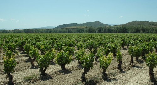 Viñedo de La Rioja. Foto: IRNASA.